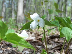 Trillium flower
